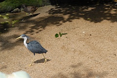 0715 Birdworld Kuranda